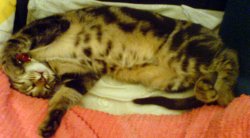 Kater Toulouse schlft auf dem Rcken