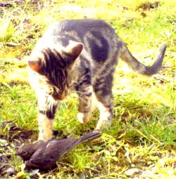 Toulouse hat einen Vogel Toulouse hat einen Vogel